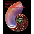 Ferrera, Daniel - Spirals of Growth and Decay (Total size: 39.2 MB Contains: 4 files)